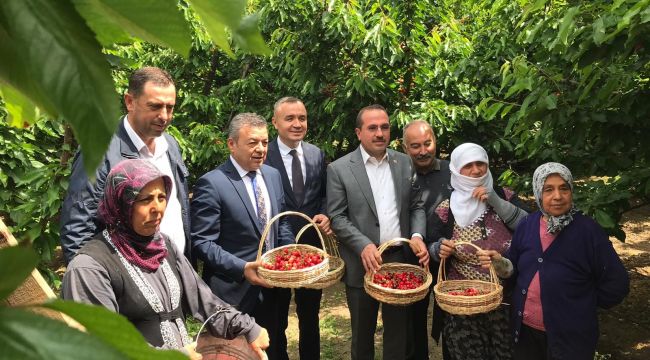 Kemalpaşa’da İlk Kiraz Hasadı Yapıldı